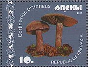 Category:Cortinarius brunneus - Wikimedia Commons