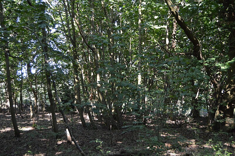 File:Stanmore Country Park - geograph.org.uk - 5995516.jpg