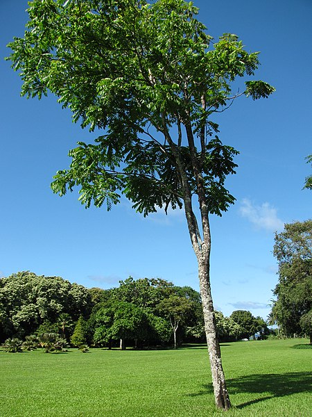 File:Starr-091104-0806-Garcinia madruno-habit-Kahanu Gardens NTBG Kaeleku Hana-Maui (24692125700).jpg