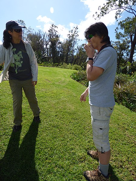 File:Starr-170224-0931-Solanum muricatum-Kim and Sumio tasting fruit-Hawea Pl Olinda-Maui (32567117033).jpg