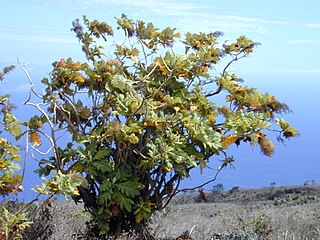 <i>Bocconia frutescens</i> Species of flowering plant