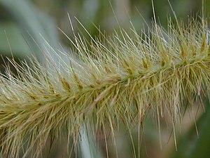 Cenchrus Purpureus: Descripción, Usos, Como especie invasora