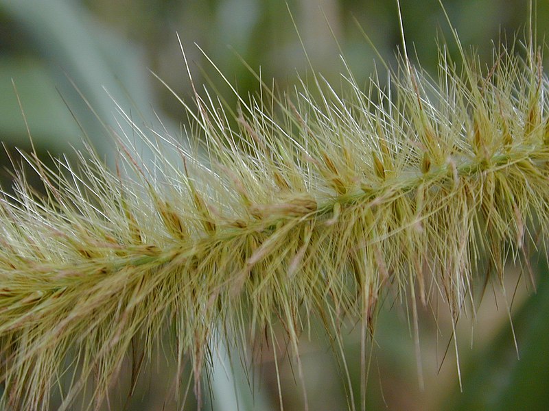 File:Starr 030405-0090 Pennisetum purpureum.jpg