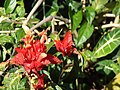 Starr 070402-6344 Ruellia chartacea.jpg