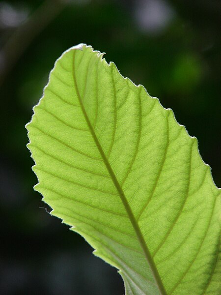 File:Starr 080326-3719 Eriobotrya japonica.jpg