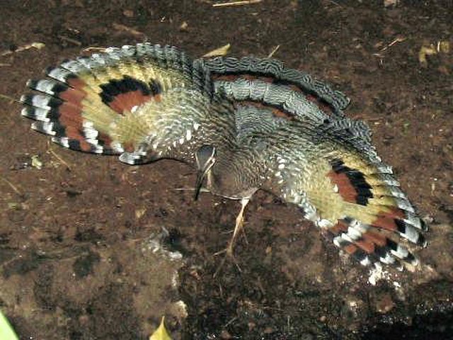 The sunbittern, a possible closest relative from Central and South America