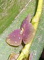 Stelis purpurea flower Peru - Machu Picchu