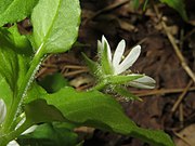 萼片の背面に長い毛が生える。茎や花柄にも毛がある。