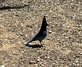 Thumbnail for File:Steller's Jay (Cyanocitta stelleri) in Arizona - Flickr - Jay Sturner.jpg