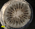 Cross-section of Stereolasma rectum, a rugose coral from the Middle Devonian of Erie County, New York.