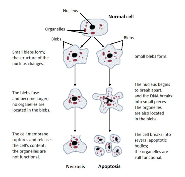 File:Structural changes of cells undergoing necrosis or apoptosis.png