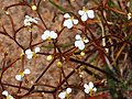 Stylidium divaricatum daddy-long-legs