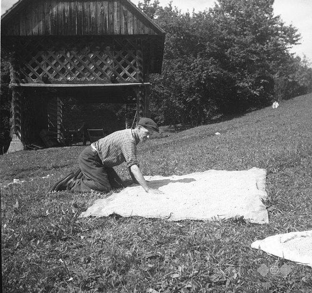 File:Sušenje prosa na soncu, pri Mežnarju, Staro Apno 1964 (2).jpg