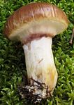 Suillus luteus 269479.jpg