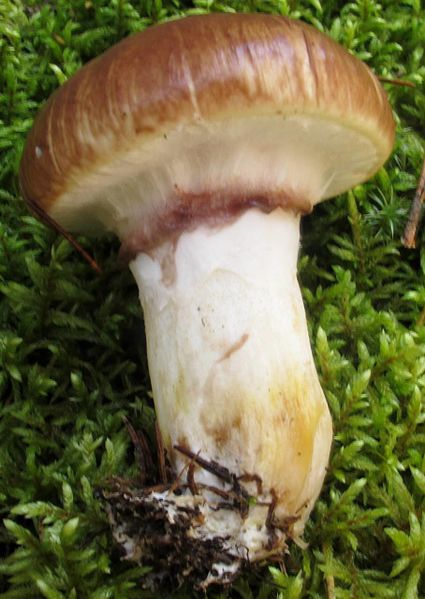 File:Suillus luteus 269479.jpg