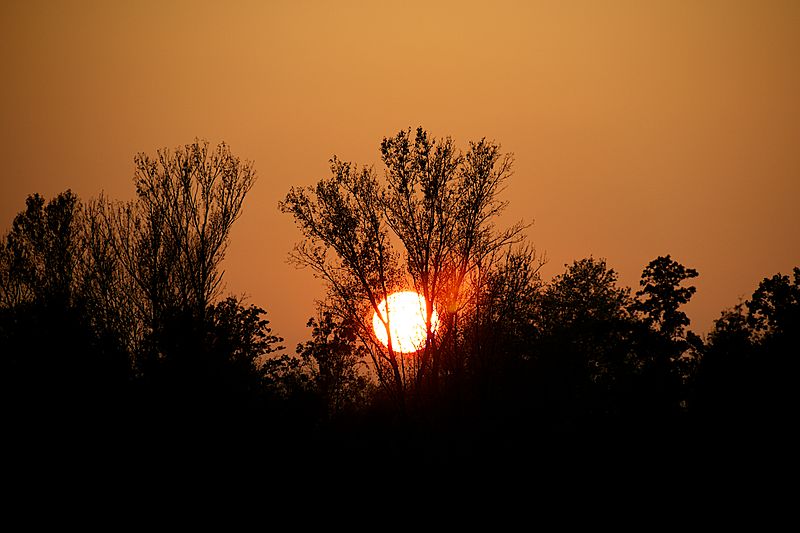 File:Sunset behind trees.jpg