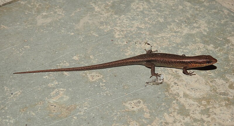 File:Supple Forest Skink Eutropis macularia by Dr. Raju Kasambe (7).jpg