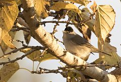 Sylvia atricapilla Eurasian blackcap (male) Karabaşlı ötleğen (erkek)