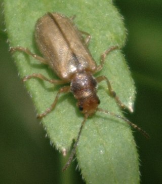 <i>Syneta</i> Genus of beetles