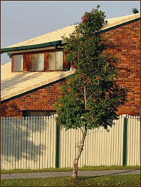 Descrierea imaginii Syzygium luehmannii tree 1.jpg.