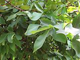 Syzygium samarangense (Rose apple) leaves in RDA, Bogra