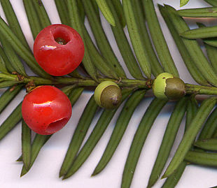 Frøene hos Almindelig Taks (Taxus baccata) er karakteristisk åbne ("nøgne").