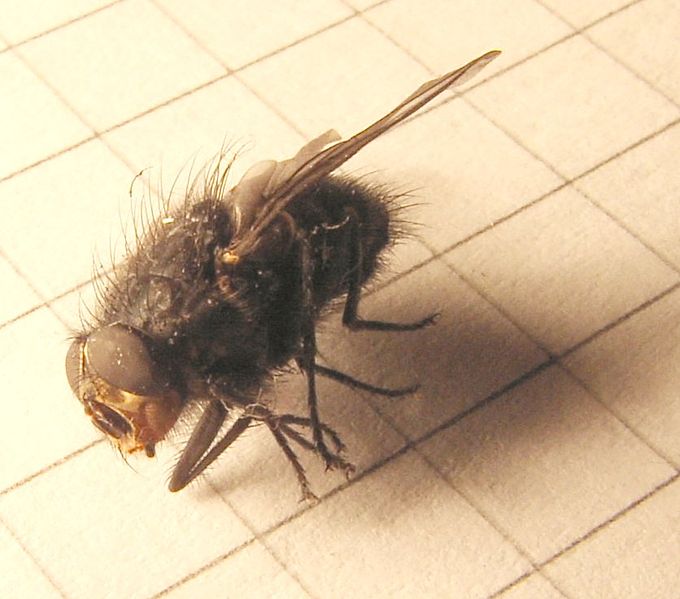 File:Tachina.grossa.lateral.jpg