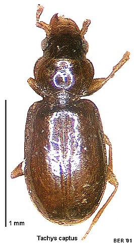 Tachys captus