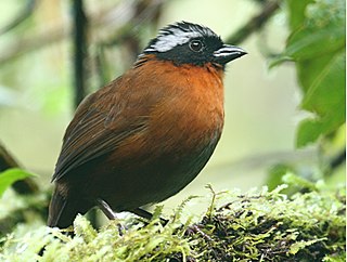 <span class="mw-page-title-main">Tanager finch</span> Species of bird