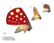 Reconstructed profiles of Tapejara wellnhoferi (A), Tupandactylus navigans (B), and Tupandactylus imperator (C), with hypothetical markings. Tapejarines mmartyniuk.png