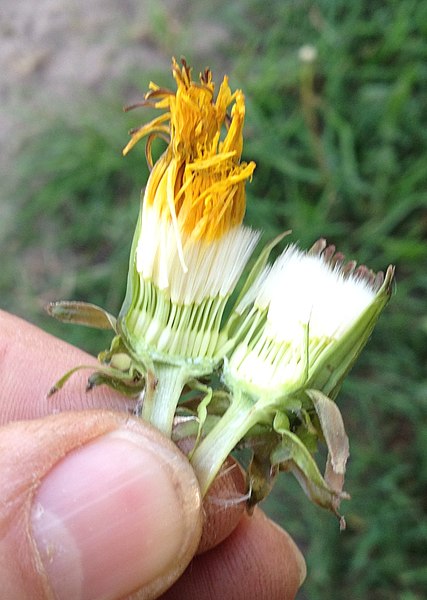 File:Taraxacum Blütenstand aufgeklappt.jpg