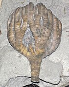 Taxocrinus colletti fossil crinoid (Mississippian; Crawfordsville, Indiana, USA) 2 (17386723915).jpg