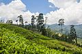 Tea plantations near Talawakelle, Sri Lanka - panoramio.jpg