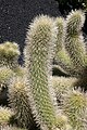 Cylindropuntia bigelovii