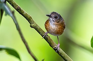 <span class="mw-page-title-main">Temminck's babbler</span> Species of bird