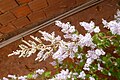 Inflorescence de Tetradenia riparia