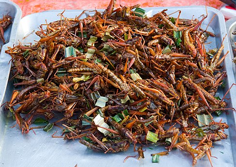 Grasshoppers, Bangkok, Thailand