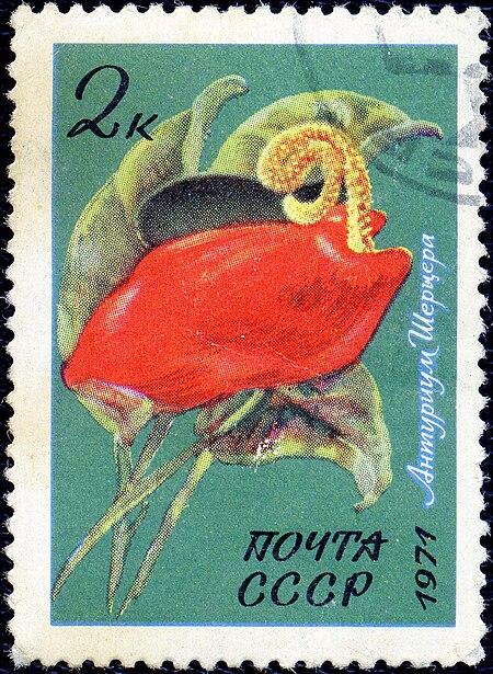 Tập_tin:The_Soviet_Union_1971_CPA_4081_stamp_(Anthurium_scherzerianum)_cancelled.jpg