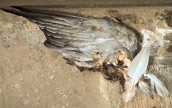 The corpse of the bird