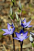 Thelymitra alcockiae