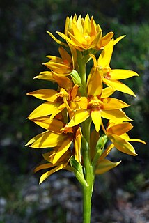 <i>Thelymitra dedmaniarum</i> Species of orchid