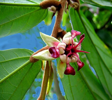 Цветут плоды. Какао (Theobroma Cacao). Theobroma Cacao дерево. Купуасу теоброма дерево. Theobroma Cacao цветки.