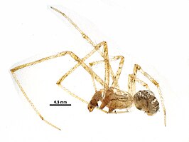 Theridion pennsylvanicum