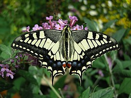 Machaon (Papilio machaon) sur des fleurs de Buddleia. (définition réelle 3 421 × 2 541)