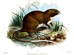 Thumbnail for White-tailed olalla rat