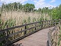 Phragmites australis