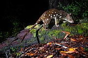 Tiger Quoll 6178.jpg