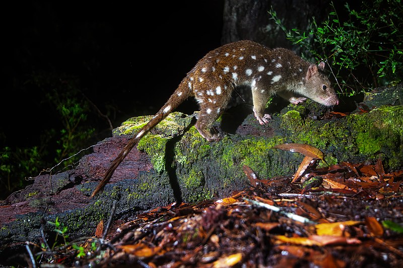 File:Tiger Quoll 6178.jpg