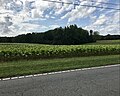 Tobacco field near Monroeton