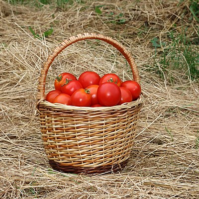 Tomatoes in basket